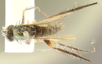 Media type: image;   Entomology 12991 Aspect: habitus dorsal view